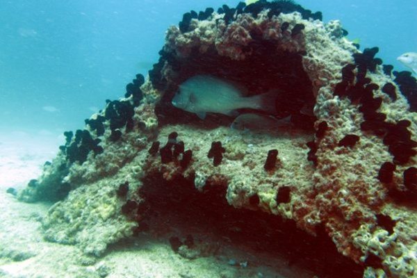 Commissioned by Continental Shelf Associates Inc. (CSA) to supply and deploy 215 Majfara units in Qatar as part of a marine compensation and rehabilitation project.