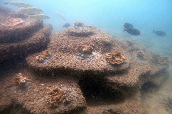 Supply of patented Seamount moulds and 400 Seamount units under a franchise agreement with Continental Shelf Associates (CSA) for a large-scale coral relocation project in Hawaii, USA.